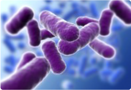 anthim obiltoxaximab what is
